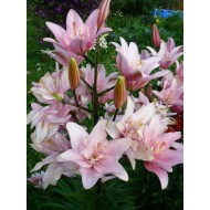 Bulbi crini Elodie - 1 bucată Bulbi crini Elodie - 1 bucată