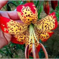 Bulbi crini Fusion - 1 bucată Bulbi crini Fusion - 1 bucată