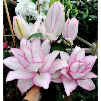 Bulbi crini Anouska - 1 bucată, bulbi MARI Bulbi crini Anouska - 1 bucată, bulbi MARI