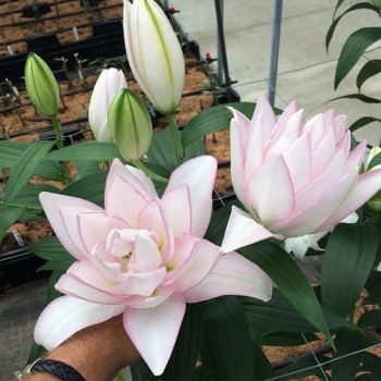 Bulbi crini Anouska - 1 bucată, bulbi MARI Bulbi crini Anouska - 1 bucată, bulbi MARI