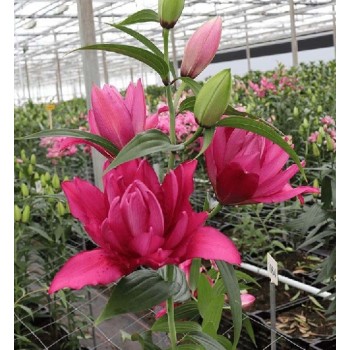 Bulbi crini Floretta - 1 bucată