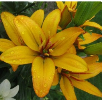 Bulbi crini Gold Twin - 1 bucată