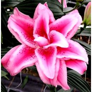 Bulbi crini Jasmina - 1 bucată