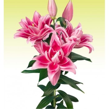 Bulbi crini Jasmina - 1 bucată Bulbi crini Jasmina - 1 bucată