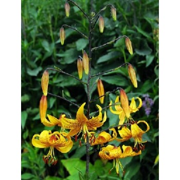 Bulbi crini Leichtlinii - 1 bucată Bulbi crini Leichtlinii - 1 bucată