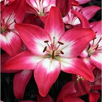 Bulbi crini Tiny Diamond - 1 bucată