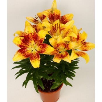 Bulbi crini Tiny Nugget - 1 bucată