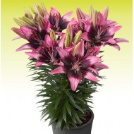 Bulbi crini Trendy Savannah - 1 bucată