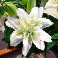 Bulbi crini Aisha - 1 bucată Bulbi crini Aisha - 1 bucată
