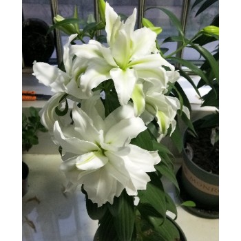 Bulbi crini Aisha - 1 bucată Bulbi crini Aisha - 1 bucată