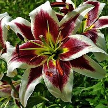 Bulbi crini Beverly Dreams - 1 bucată Bulbi crini Beverly Dreams - 1 bucată