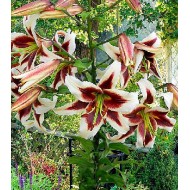 Bulbi crini Beverly Dreams - 1 bucată