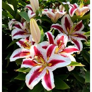 Bulbi crini Big Smile - 1 bucată, bulbi FOARTE MARI, 20/22 cm circumf.