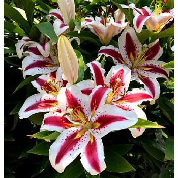 Bulbi crini Big Smile - 1 bucată, bulbi FOARTE MARI, 20/22 cm circumf. Bulbi crini Big Smile - 1 bucată, bulbi FOARTE MARI, 20/22 cm circumf.