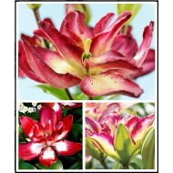 Bulbi crini Double Sensation - 1 bucată Bulbi crini Double Sensation - 1 bucată