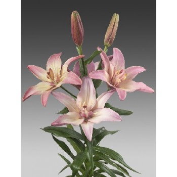 Bulbi crini Double Trouble - 1 bucată