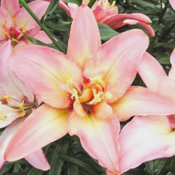 Bulbi crini Double Trouble - 1 bucată