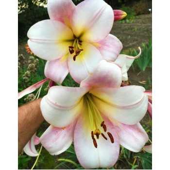 Bulbi crini Eastern Moon - 1 bucată