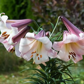 Bulbi crini Eastern Moon - 1 bucată