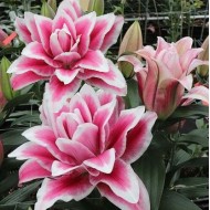 Bulbi crini Olympia - 1 bucată