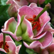 Bulbi crini Pink Fudge - 1 bucată, vezi detalii!