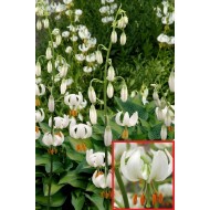 Bulbi crini Snowy Morning - 1 bucată