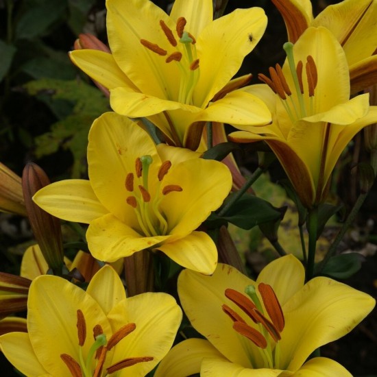 Bulbi crini Yellow Planet - 1 bucată, flori orientate in sus
