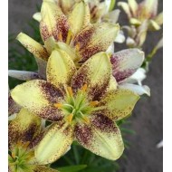 Bulbi crini Easy Spot - 1 bucată