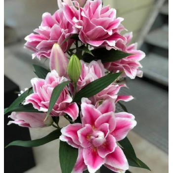 Bulbi crini Mikaela - 1 bucată Bulbi crini Mikaela - 1 bucată