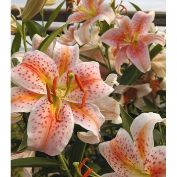 Bulbi crini Salmon Party - 1 bucată