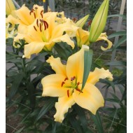 Bulbi crini Shine On - 1 bucată