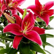 Bulbi crini Sunny Keys - 1 bucată Bulbi crini Sunny Keys - 1 bucată