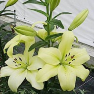 Bulbi crini Trebbiano Gerrit Zalm - 1 bucată