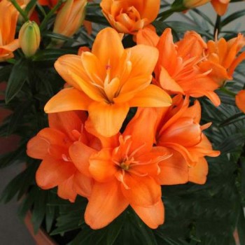 Bulbi crini Tiny Double Dutch - 1 bucată