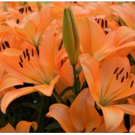 Bulbi crini Cesare Zanlaces - 1 bucată