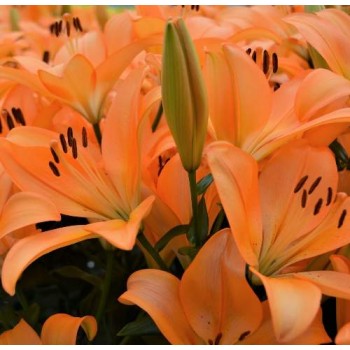 Bulbi crini Cesare Zanlaces - 1 bucată