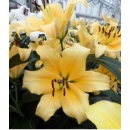 Bulbi crini Corcovado - 1 bucată