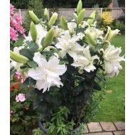 Bulbi crini Empress - 1 bucată