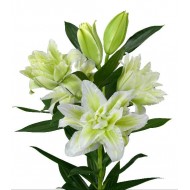 Bulbi crini Joella - 1 bucată