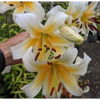 Bulbi crini Mister Cas - 1 bucată