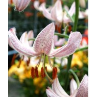 Bulbi crini Pink Morning - 1 bucată