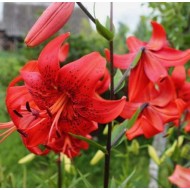 Bulbi crini Red Life - 1 bucată