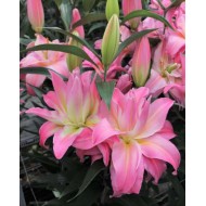 Bulbi crini Spring City - 1 bucată