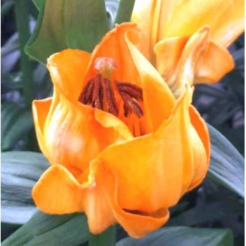 Bulbi crini Tintoretto - 1 bucată (inlocuitor pt. Apricot Fudge) Bulbi crini Tintoretto - 1 bucată (inlocuitor pt. Apricot Fudge)