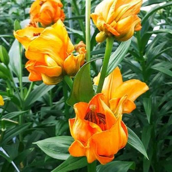 Bulbi crini Tintoretto - 1 bucată (inlocuitor pt. Apricot Fudge) Bulbi crini Tintoretto - 1 bucată (inlocuitor pt. Apricot Fudge)