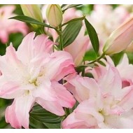 Bulbi crini Waverider - 1 bucată Bulbi crini Waverider - 1 bucată