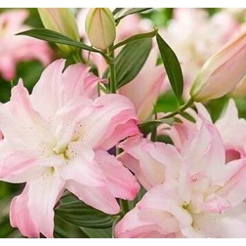 Bulbi crini Waverider - 1 bucată Bulbi crini Waverider - 1 bucată