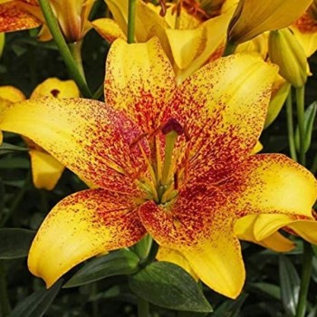 Bulbi crini Golden Stone - 1 bucată Bulbi crini Golden Stone - 1 bucată