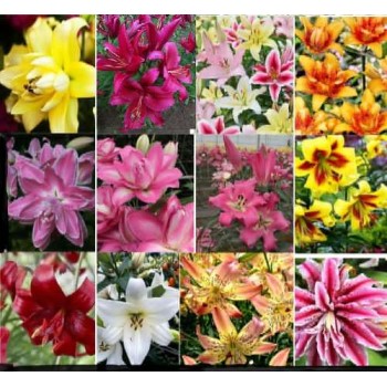 Pachet 18 bulbi "Spectacolul Crinilor", ambalati si etichetati separat, exact cei din poze Pachet 18 bulbi "Spectacolul Crinilor", ambalati si etichetati separat, exact cei din poze