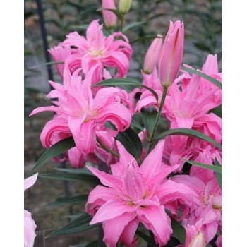 Bulbi crini Diantha - 1 bucată